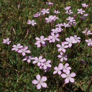 Dianthus deltoides